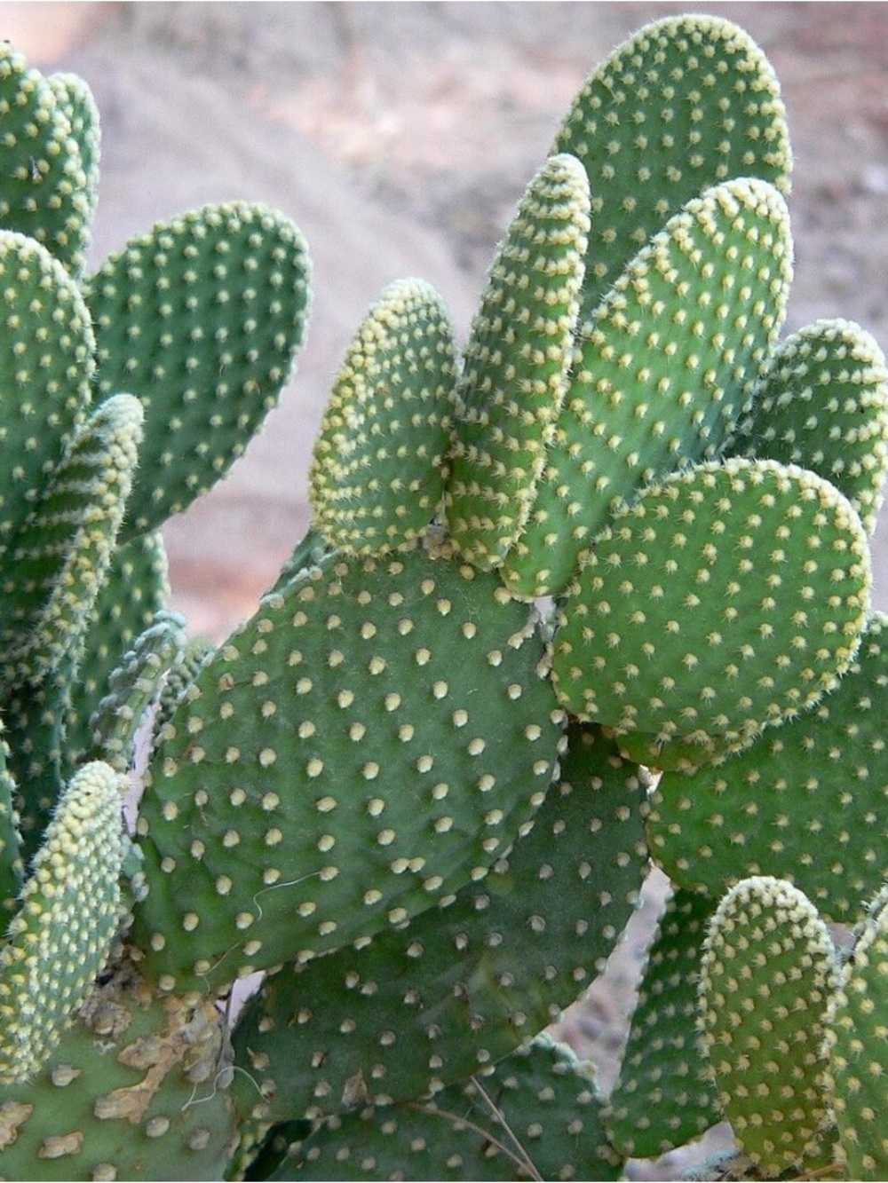 3 Pieces Of Bunny Ear Green Prickly Pear Cactus 🌵 Ready to plant